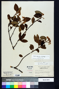 Viburnum cassinoides image