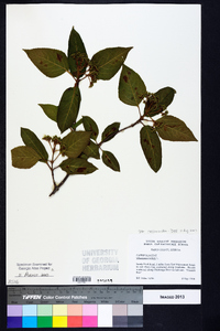 Viburnum cassinoides image