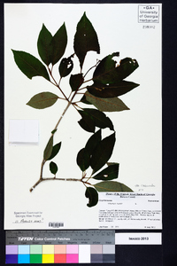 Viburnum cassinoides image