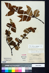 Viburnum cassinoides image