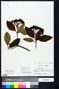 Viburnum cassinoides image