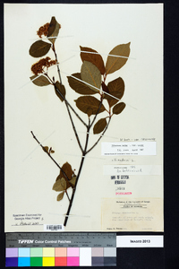 Viburnum cassinoides image