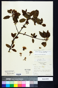 Viburnum cassinoides image