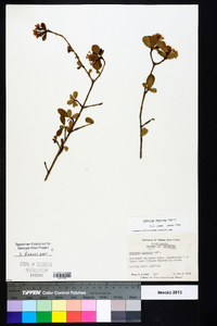 Viburnum obovatum image