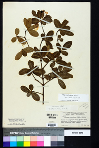 Viburnum obovatum image