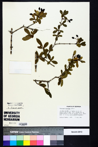 Viburnum obovatum image