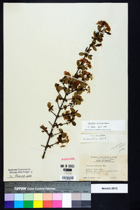 Viburnum obovatum image