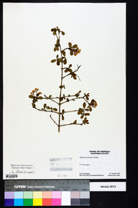 Viburnum obovatum image