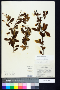 Viburnum obovatum image