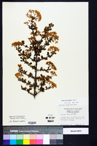 Viburnum obovatum image