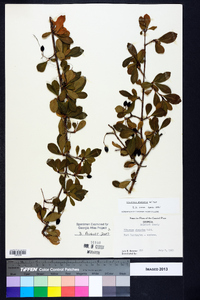 Viburnum obovatum image