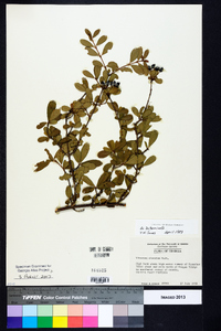 Viburnum obovatum image