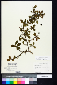 Viburnum obovatum image