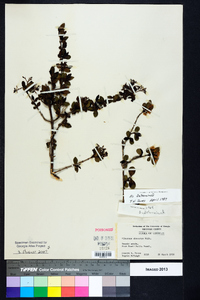 Viburnum obovatum image