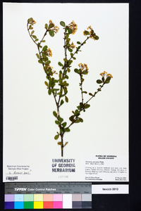 Viburnum obovatum image