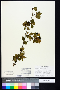 Viburnum obovatum image