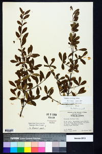Viburnum obovatum image