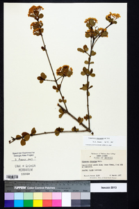 Viburnum obovatum image