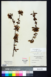 Viburnum obovatum image