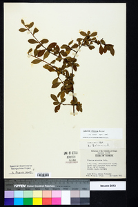 Viburnum obovatum image