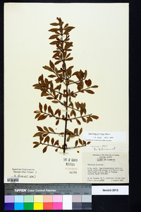 Viburnum obovatum image