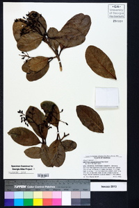 Viburnum odoratissimum image