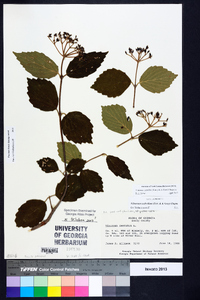 Viburnum dentatum var. dentatum image