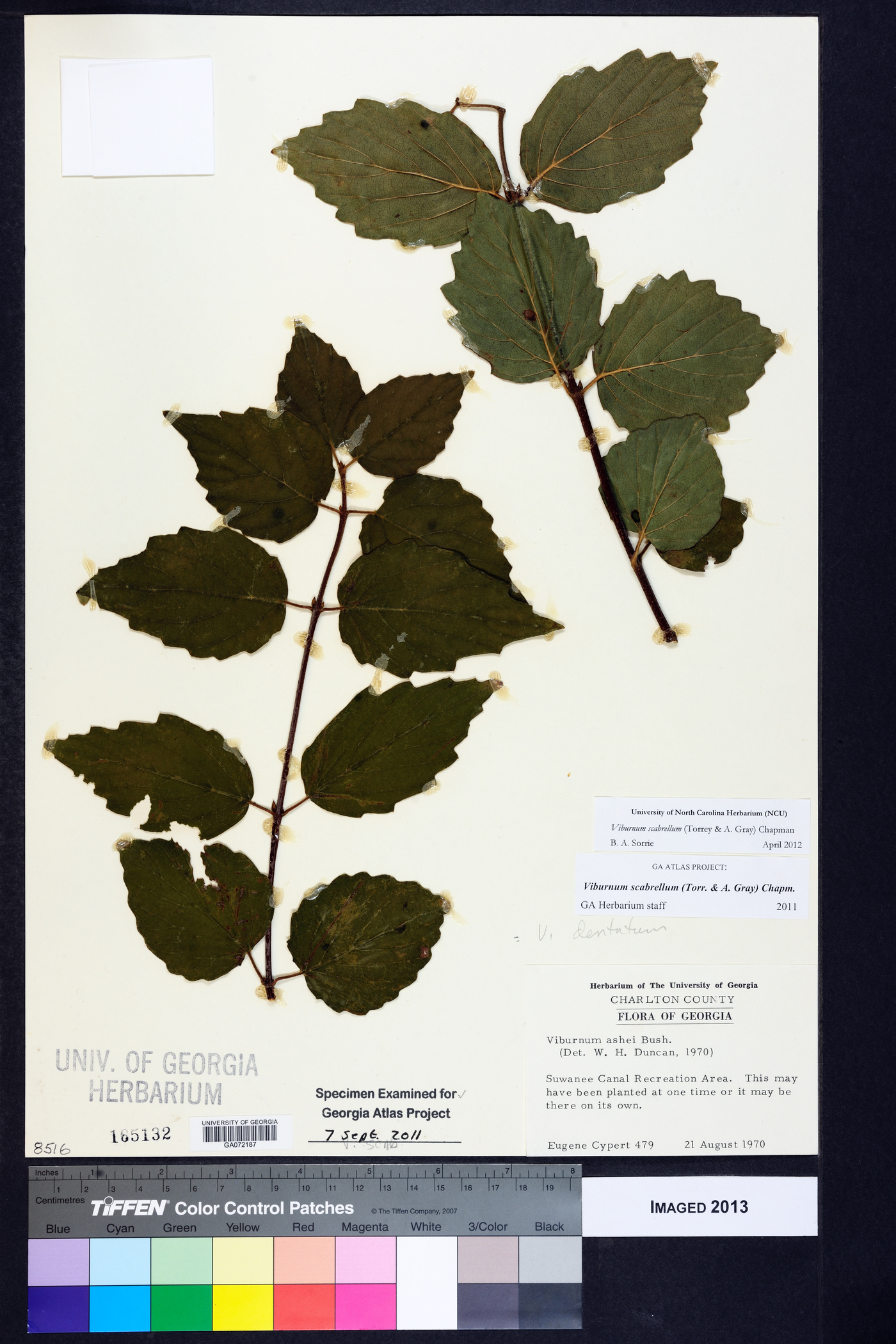 Viburnum dentatum var. dentatum image