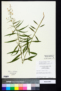 Campanula divaricata image