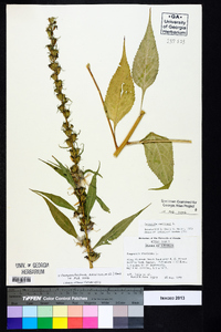 Campanulastrum americanum image