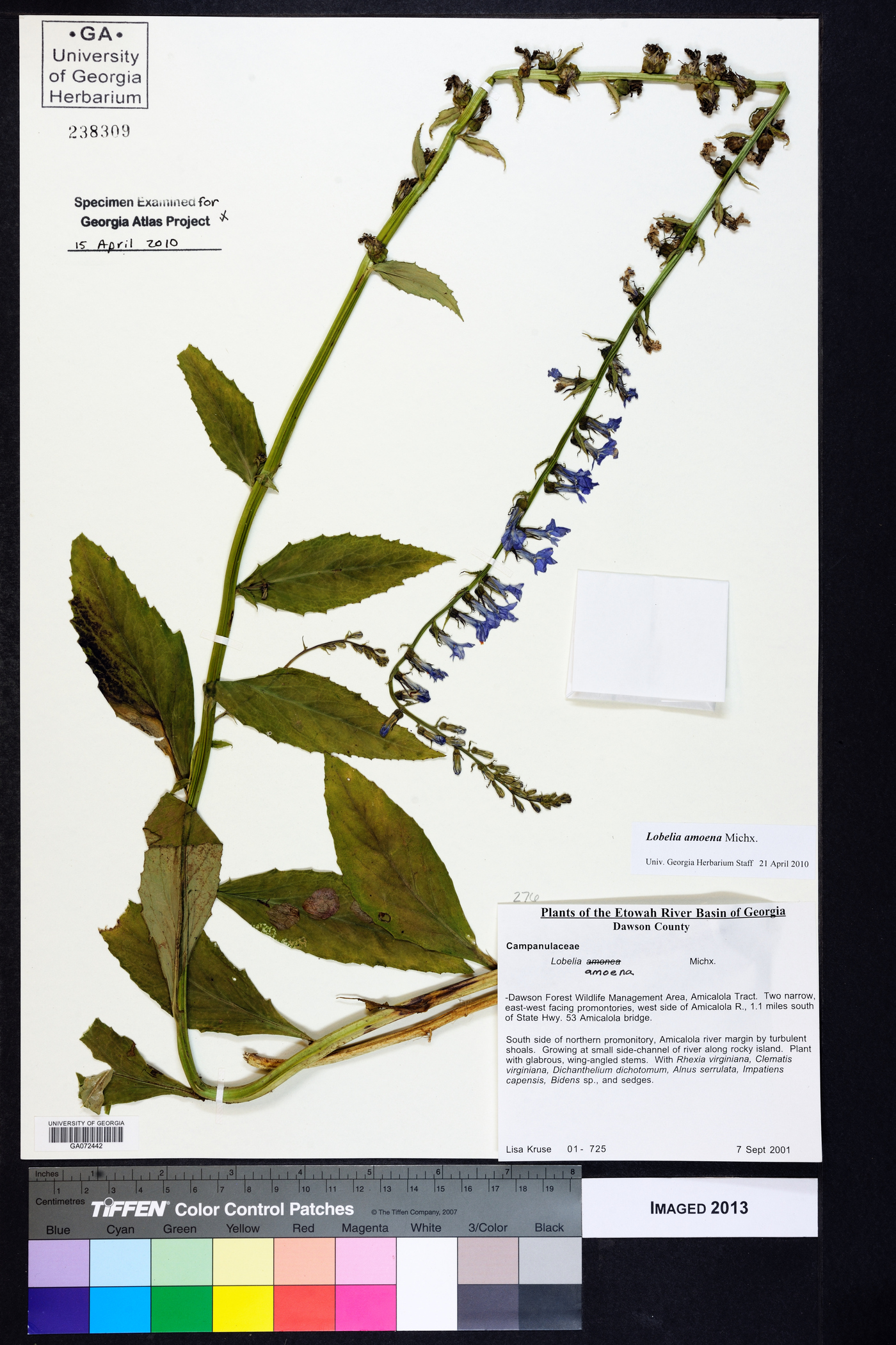 Lobelia amoena image