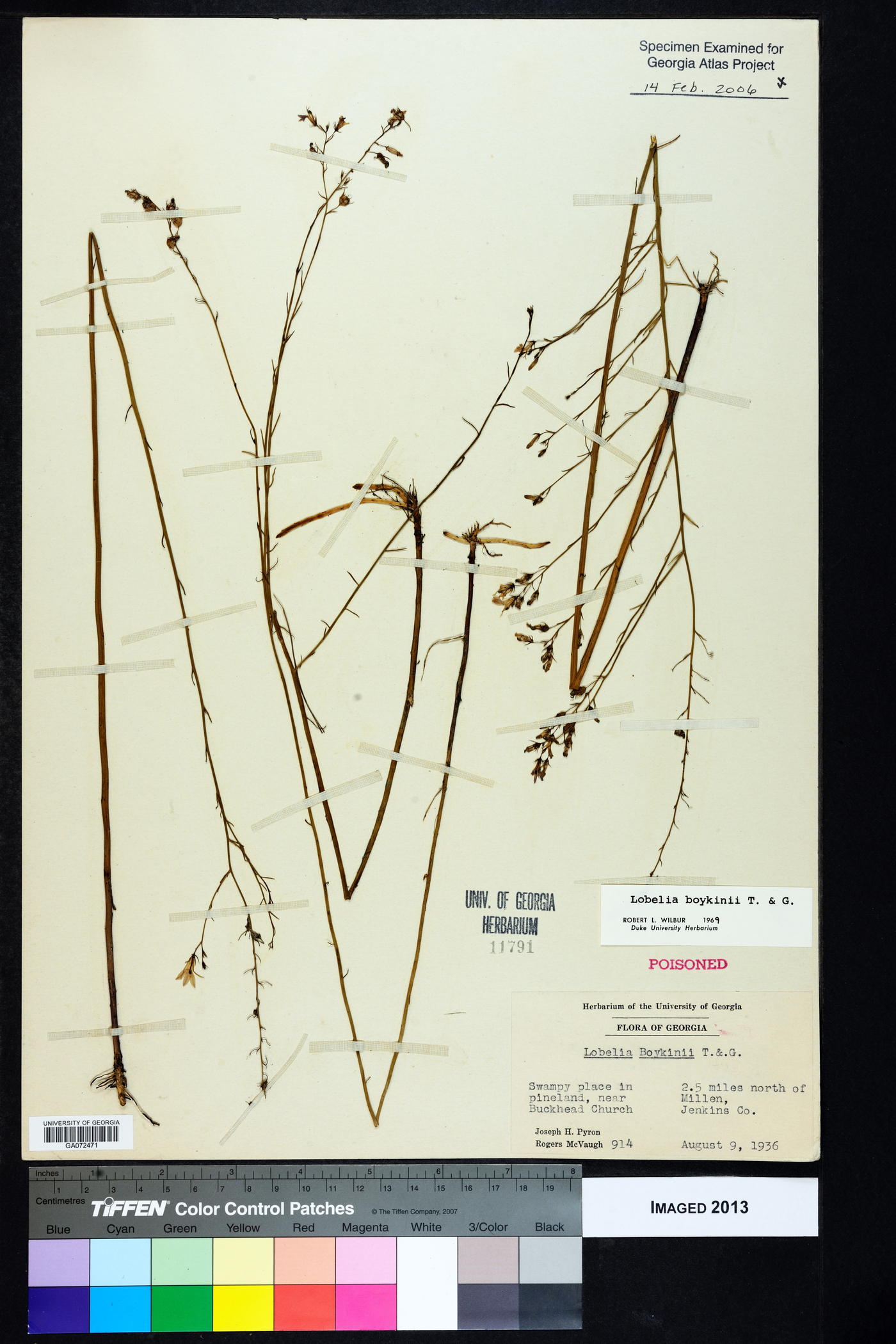 Lobelia boykinii image