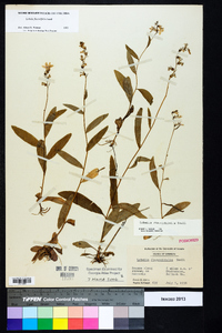 Lobelia flaccidifolia image