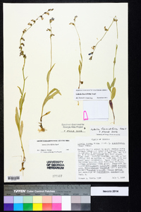 Lobelia flaccidifolia image