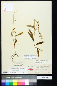 Lobelia flaccidifolia image