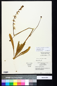 Lobelia paludosa image