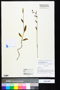 Lobelia georgiana image