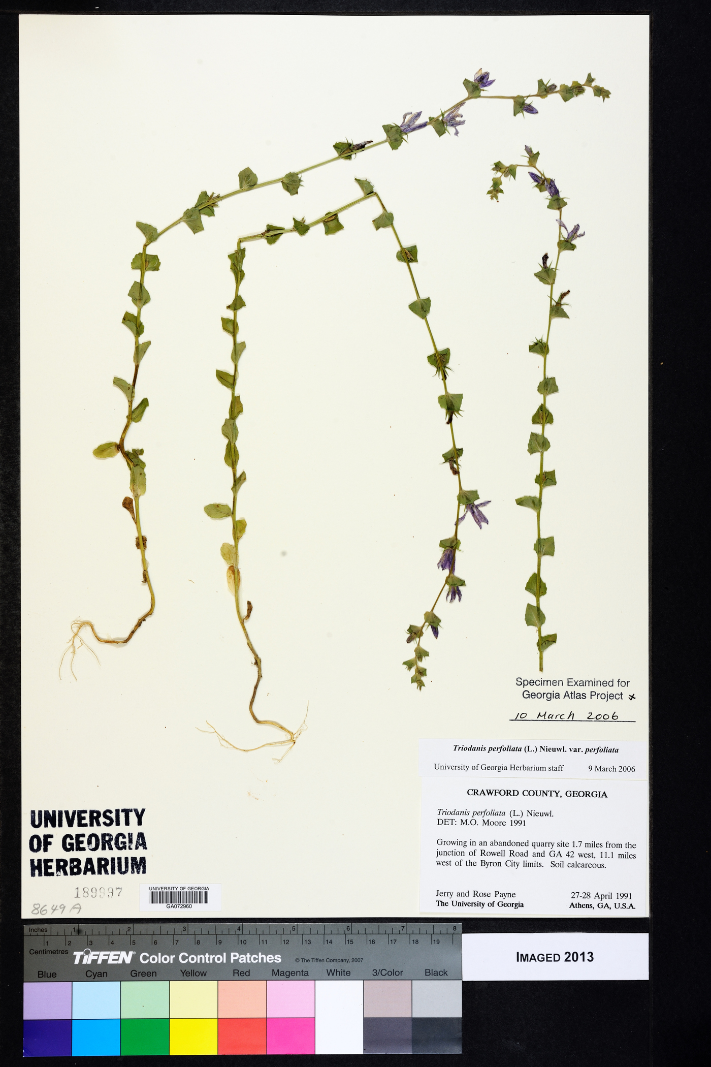 Triodanis perfoliata var. perfoliata image