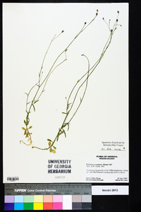 Wahlenbergia marginata image