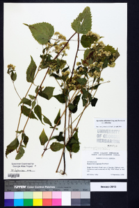 Ageratina altissima var. altissima image