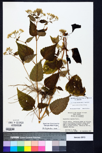 Ageratina altissima var. altissima image