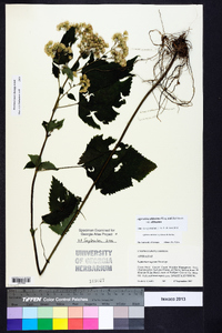 Ageratina altissima var. altissima image