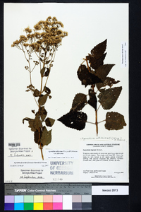 Ageratina altissima var. altissima image