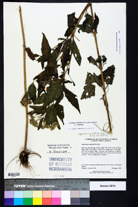 Ageratina altissima var. altissima image