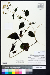 Ageratina altissima var. altissima image