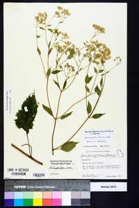 Ageratina altissima var. altissima image