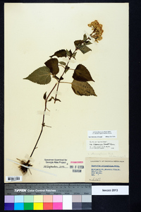 Ageratina altissima var. roanensis image