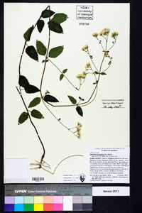 Ageratina aromatica image