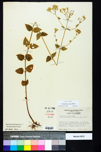 Ageratina aromatica image