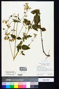 Ageratina aromatica image